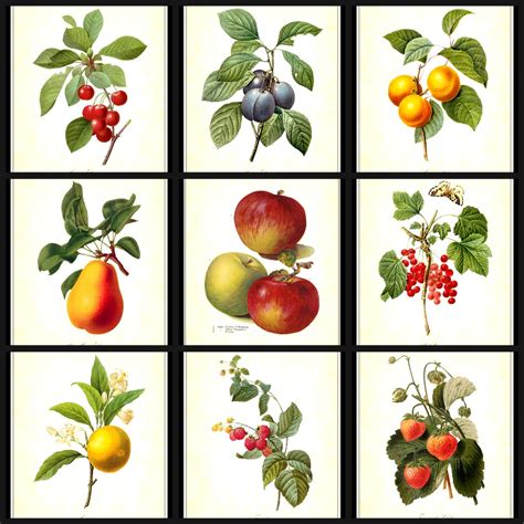 1000 Images About Fruits On Pinterest Vintage Designs Vintage And