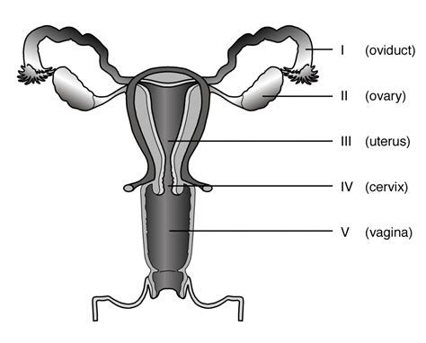 Blank venn diagram venn diagram template using. Male Reproductive System Diagram Unlabeled - ClipArt Best