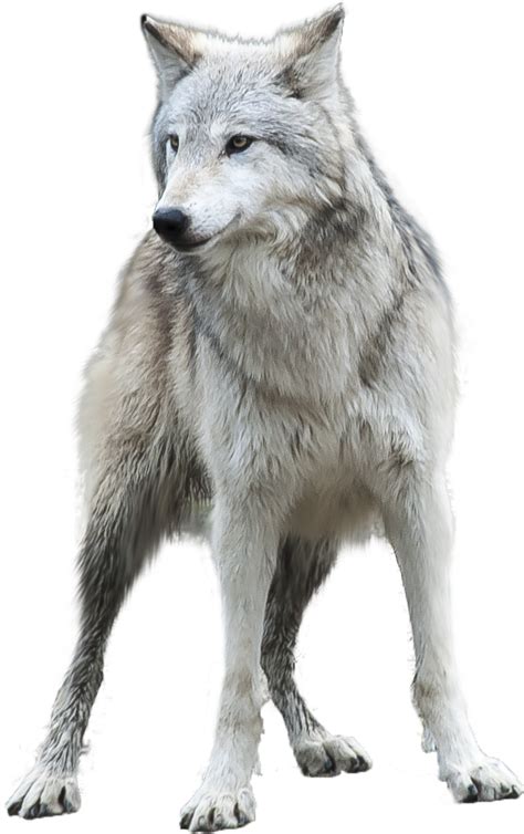Gray Wolf Png Hd Transparent Gray Wolf Hdpng Images Pluspng