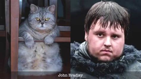 Funny Cats Who Look Like Famous People Youtube