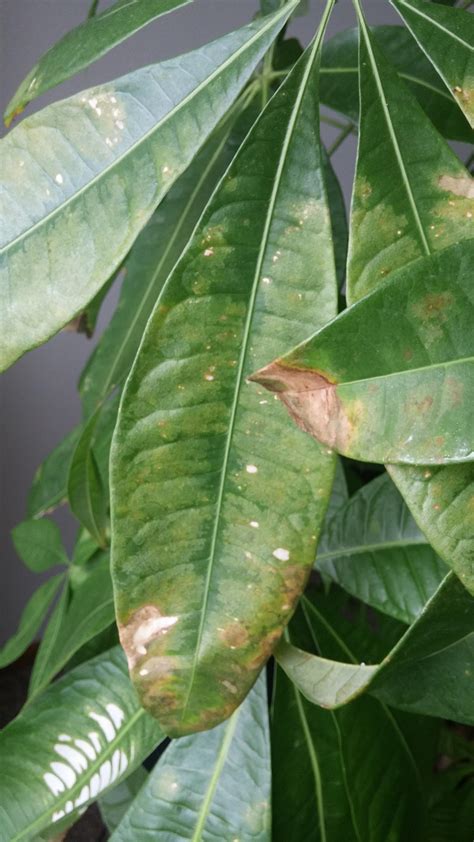 Check spelling or type a new query. braided money tree leaves starting to look very sickly, what could be wrong? : gardening