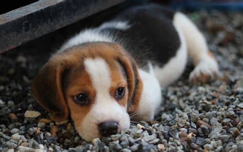 Download Wallpapers Beagle Puppy Pets Cute Animals Dogs Beagles