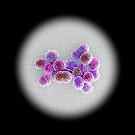 Enterococcus Faecalis Bacteria 1 Photograph By Science Photo Library