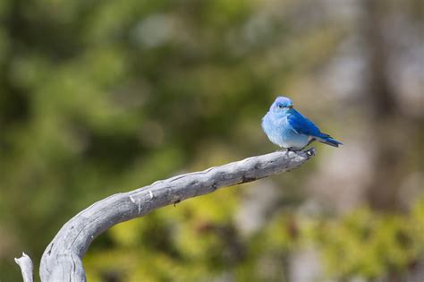 Free Photo Mountain Bluebird Animal Bird Blue Free Download Jooinn