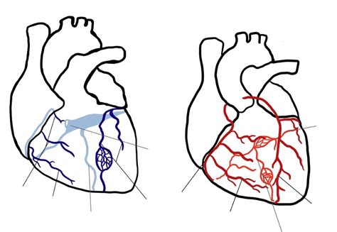 Coronary Arteries And Veins Diagram Quizlet