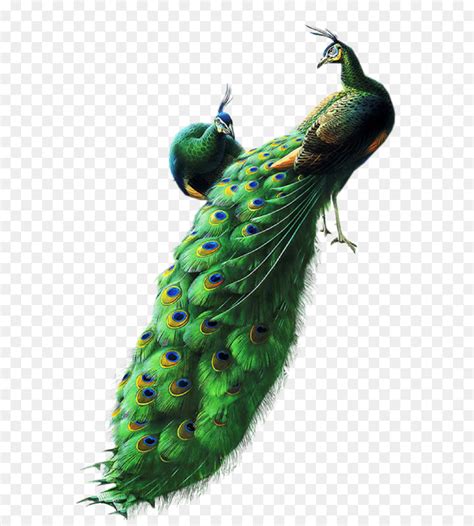 Gambar utama yang umum dibuat rajah tato seperti gambar tato lambang simbol logo zodiak, burung hantu. Paling Populer 14+ Gambar Tato Burung Merak - Gambar Tato ...