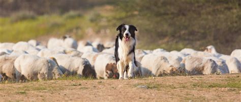 O Melhor Amigo Do Homem Raças De Cães Para Fazenda Blog Rodeo West