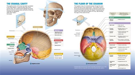 72 The Skulls 8 Cranial Bones Protect The Brain And Its 14 Facial