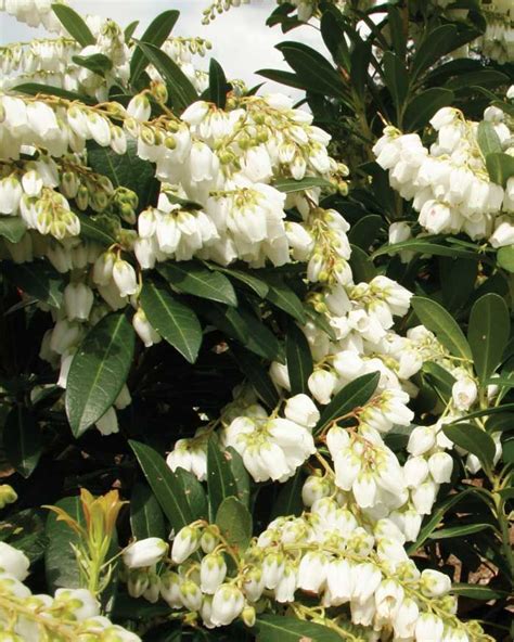 Check spelling or type a new query. Mountain Snow™ Pieris | Plants, Southern living plants ...