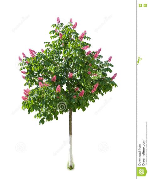 Tree Of Red Horse Chestnut With Flowers On Light