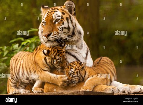 Tiger Cubs Mother Hi Res Stock Photography And Images Alamy