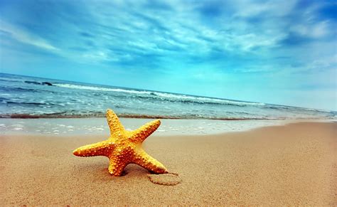 Hd Wallpaper Pink Starfish On The Beach Beaches Nature Sand Nature