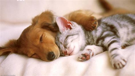 Cat Dog Best Friends Glossy Poster Picture Photo Print Cute Adorable