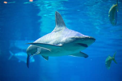 Seaworld Celebra Mês De Conscientização Sobre Tubarões Com Iniciativas