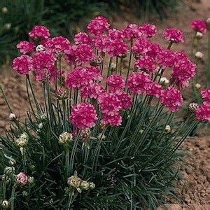 It is heat and drought tolerant and attractive to butterflies, but resists deer. 78 Best images about Salt tolerant plants on Pinterest ...