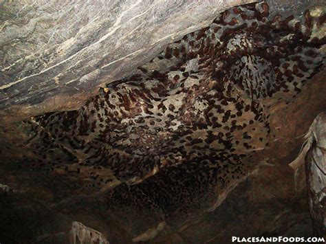 Your langkawi bat cave stock images are ready. 5 Things To Do in Langkawi's Mangrove Eco Tour