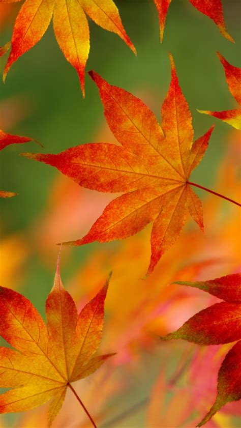 Free Download Autumn Leaf Pattern Iphone 5 Wallpaper 640x1136 640x1136