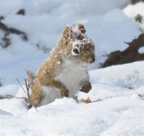 Parma Squirrel Not Happy About Snow That Keeps Falling