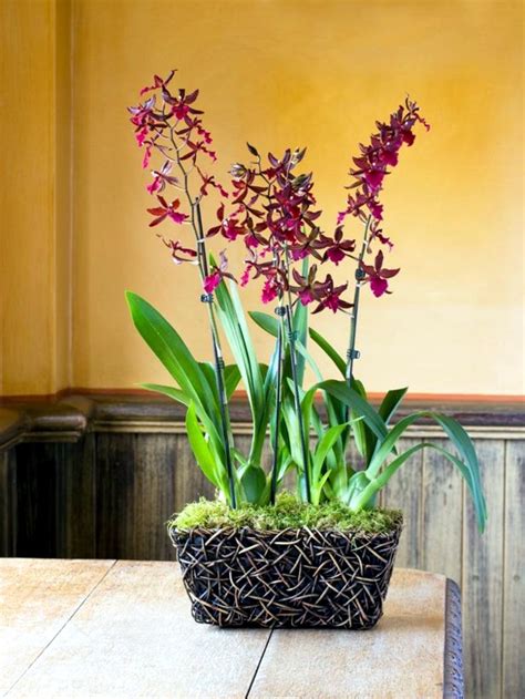 Tips For Beautiful Indoor Plants Orchid Care Interior Design Ideas