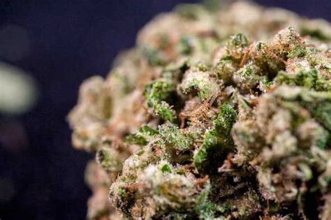 6 Of The Strongest High Thc Cannabis Strains Hellomd