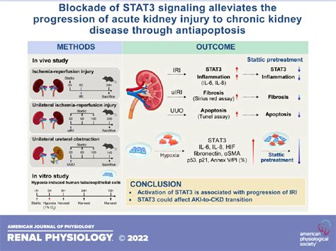 Blockade Of Stat3 Signaling Alleviates The Progression Of Acute Kidney