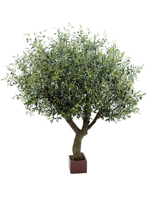 Olive Tree Sku 8fw29007n