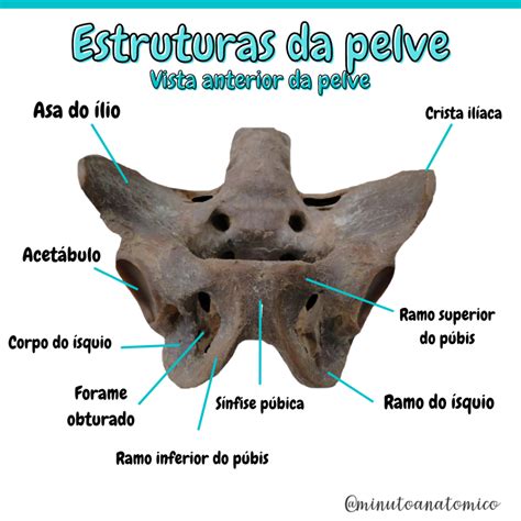 Estreito Superior Da Pelve