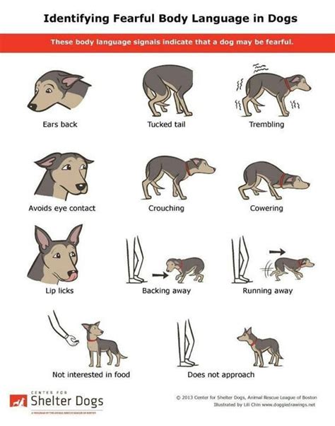 Things To Look For Dog Body Language Dog Behavior Dog Language
