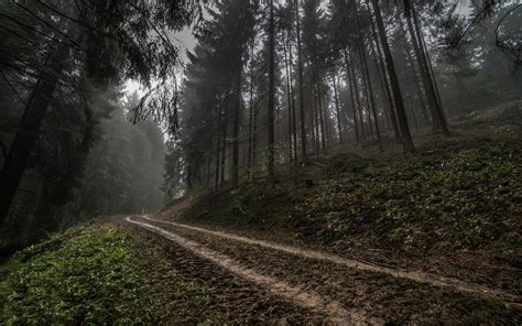 Download Wallpaper For 2560x1440 Resolution Germany Forest Road