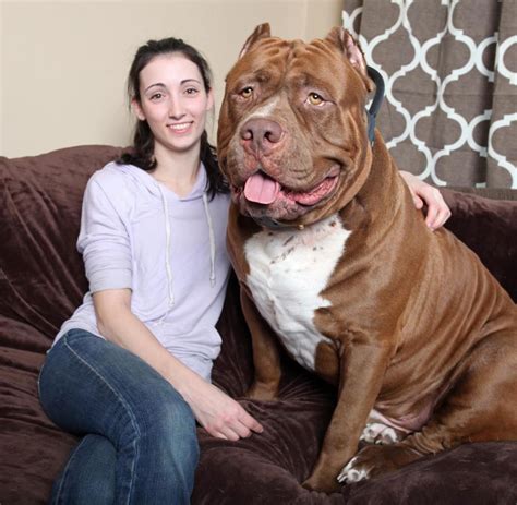 gigantische ausmaße hulk der riesen pitbull wiegt fast 80 kilogramm welt