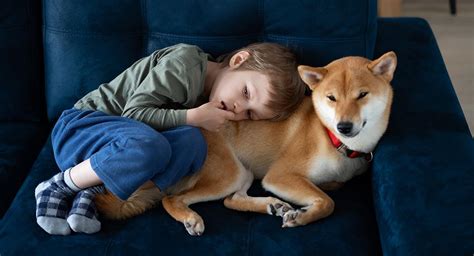 ¿cuáles Son Las Mejores Razas De Perro Para Personas Con Autismo