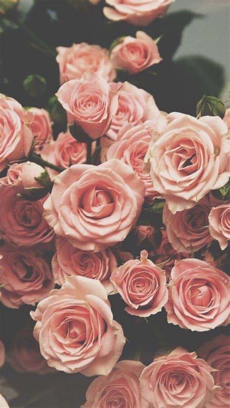 Pink Roses Find More Vintage Wallpapers For Your Iphone Android