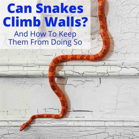 Can Snakes Climb Walls And How To Keep Them From Doing So Snake