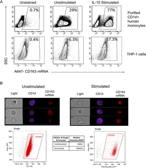 Cd163 Mrna Is Expressed In Human Blood Monocytes And Thp 1 Monocytic
