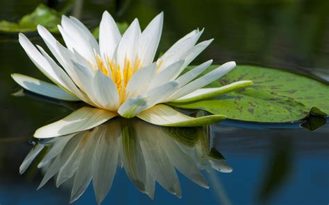 Water Nature Flowers Macro Lily Pads Water Lilies Wallpaper 2560x1600