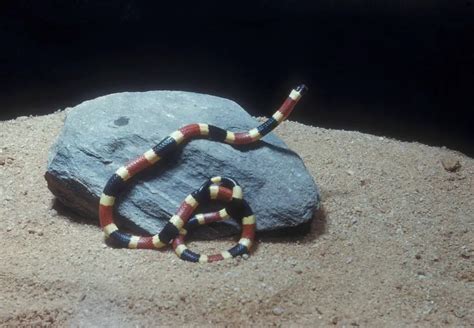 How Venomous Is A Coral Snake Things You Need To Know