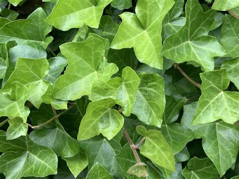 Ivy Leaves Stock Photo Image Of Green Plants Light 186054460