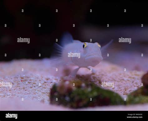 Cleaning Gobies Hi Res Stock Photography And Images Alamy