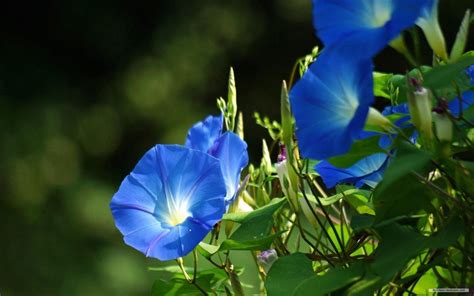Morning Glory Wallpapers Wallpaper Cave