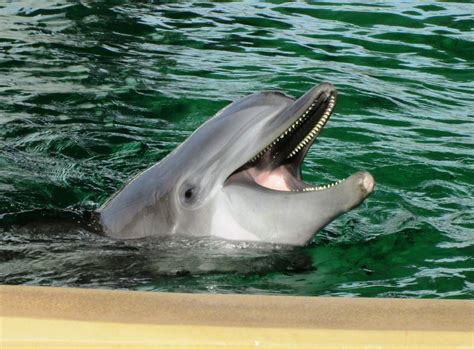 Common Bottlenose Dolphins Are Likely Right Finned