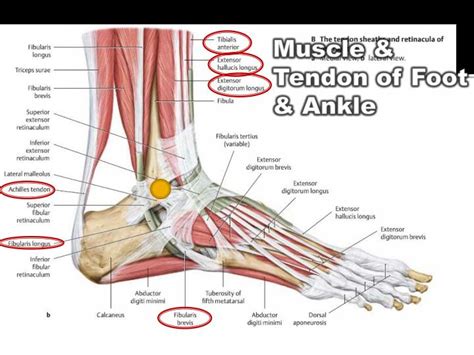 Muscular Anatomy Of The Ankle