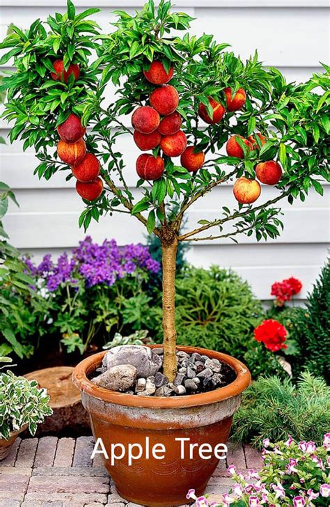 10 Best Fruits to Grow in Your Pots - Home Gardeners