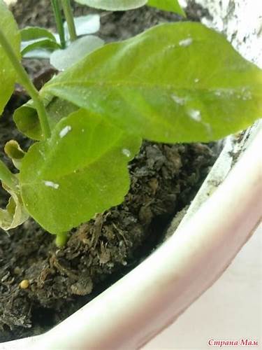 Как похудеть на лимоне с имбирем