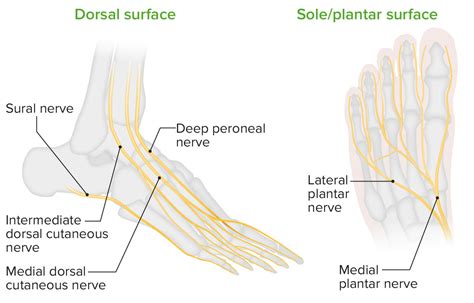 Foot Nerve Anatomy Vlrengbr