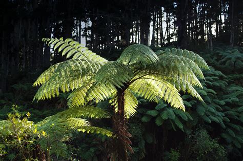 New Zealand Tree Fern Pentax User Photo Gallery