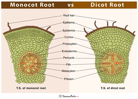 Plant Anatomy Internal Structure Of Dicot Root And Monocot Root Bio