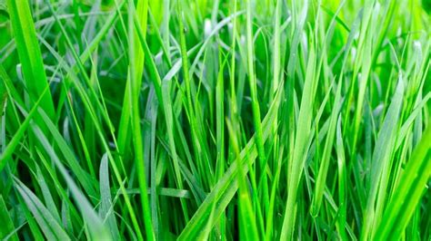 Northern Cool Season Grasses And Southern Warm Season Grasses