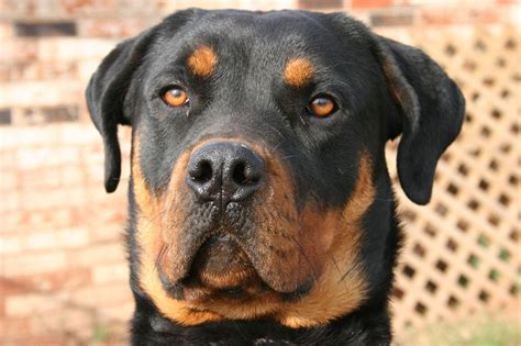 7 Common Rottweiler Health Problems Rottweilers Are Predisposed To