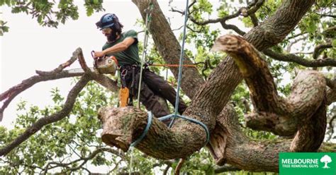 The Ultimate Guide To Tree Removal In Melbourne Tips And Best