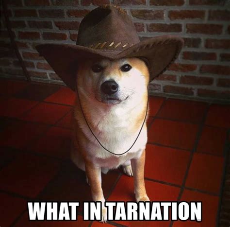 What In Tarnation Meme Discover More Interesting Animal Cowboy Cowboy